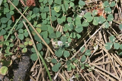 Trifolium breweri