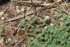 Trifolium breweri