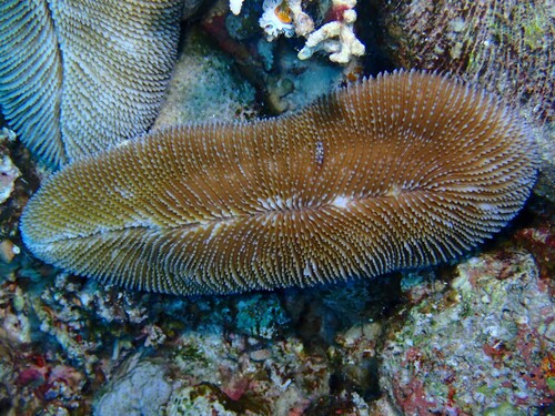 Ctenactis crassa observed 2024-11-01