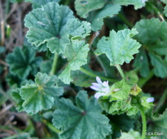Malva nicaeensis