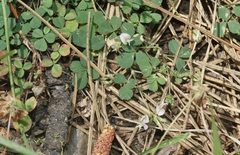 Trifolium breweri
