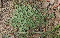 Trifolium breweri