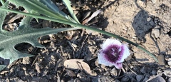 Calochortus elegans nanus