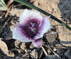 Calochortus elegans nanus