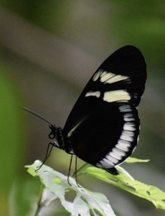Heliconius cydno cydnides
