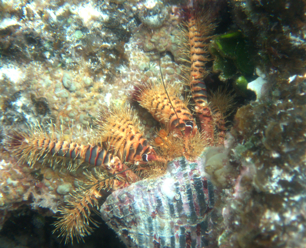 Photo of Multicolor Dwarf Hermit (Aniculus aniculus)