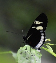 Heliconius cydno cydnides