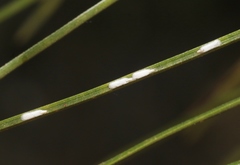 Chionaspis pinifoliae