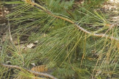 Chionaspis pinifoliae