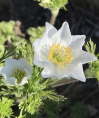 Anemone drummondii drummondii