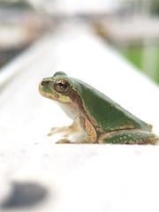 Hyla japonica