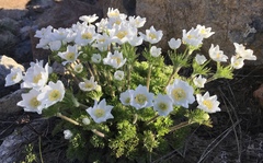 Anemone drummondii drummondii