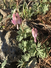 Dicentra pauciflora