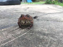 Anaxyrus terrestris