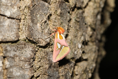 Axia margarita