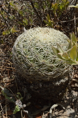 Coryphantha compacta