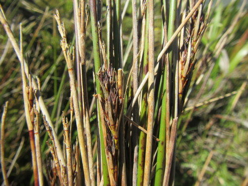Congested Veldrush (Schoenus compactus)