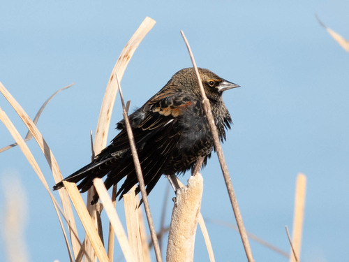 Red-winged Blackbird
