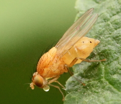 Sapromyzosoma quadripunctata