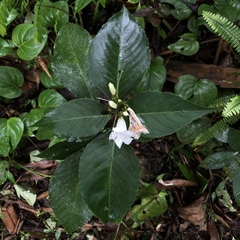 Ruellia proxima