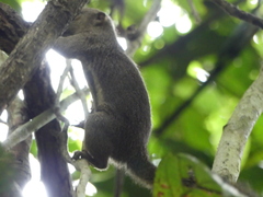 Callosciurus notatus