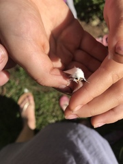 Spilosoma vestalis