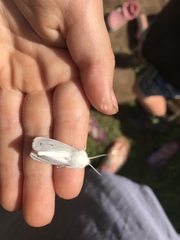 Spilosoma vestalis