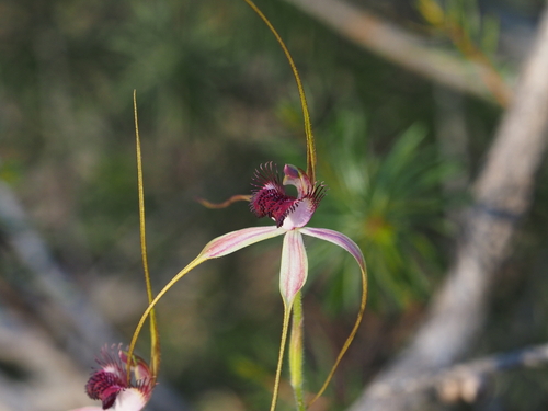 Image of Caladenia lorea by (c) gwynmwilliams, some rights reserved (CC BY)