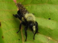 Laphria flavicollis
