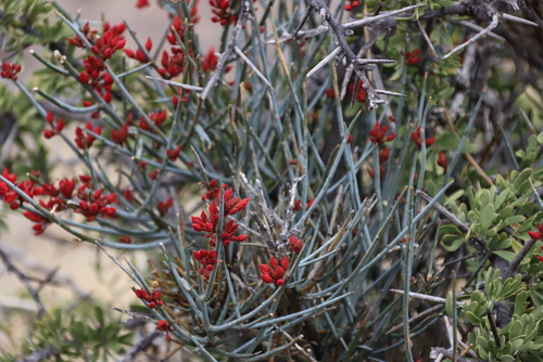 Image of Cadaba aphylla by (c) Tony Rebelo, some rights reserved (CC BY-SA)