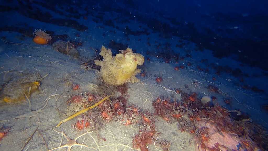 Ascidia challengeri
