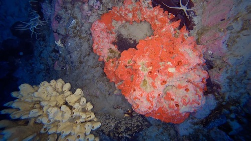 Kirkpatrickia variolosa