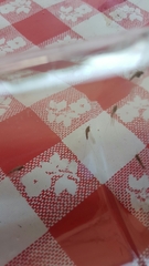 Ephemeroptera