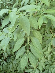 Forsythia × intermedia