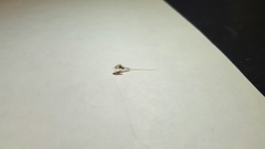 Ephemeroptera