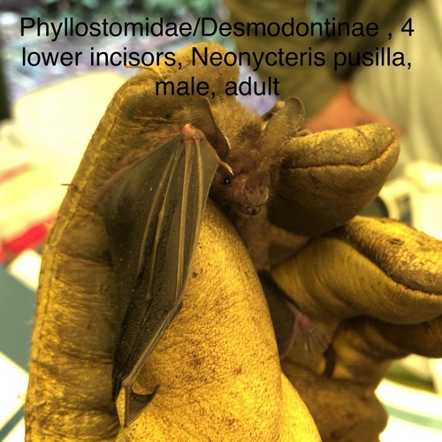 least big-eared bat (Neonycteris pusilla) — Data Deficient Mammalia