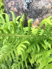 Phegopteris