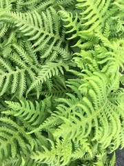 Phegopteris