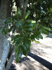 Alectryon excelsus excelsus