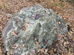 Xanthoparmelia coloradoensis