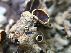 Xanthoparmelia coloradoensis