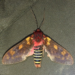 Mazaeras