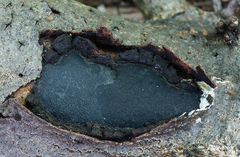 Biscogniauxia mediterranea