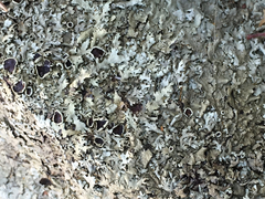 Xanthoparmelia coloradoensis