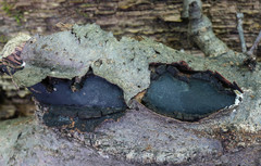 Biscogniauxia mediterranea