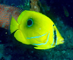 Chaetodon bennetti