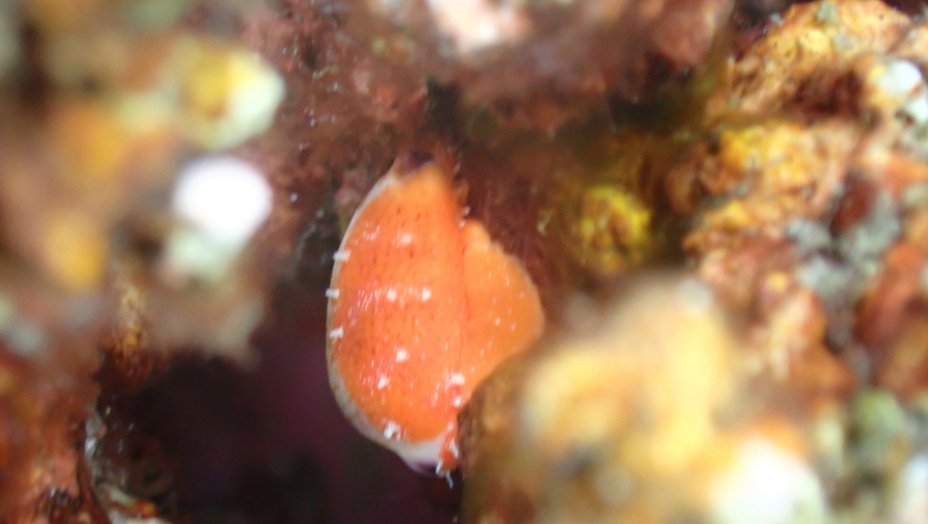Fimbriate Cowrie (Purpuradusta fimbriata)