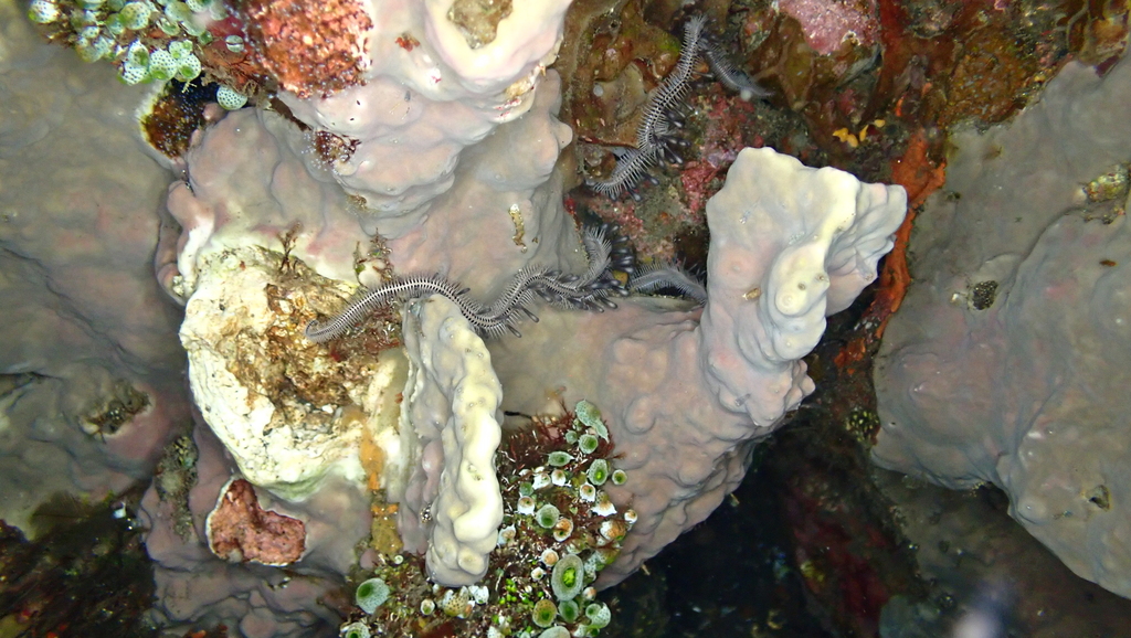 Ophiomastix corallicola (Ophiomastix corallicola)