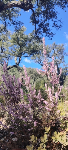 Avistamiento Calluna vulgaris