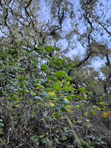 Image of Ribes thacherianum by no rights reserved